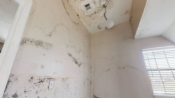 Best Post-Remediation Verification Testing  in Willis, TX