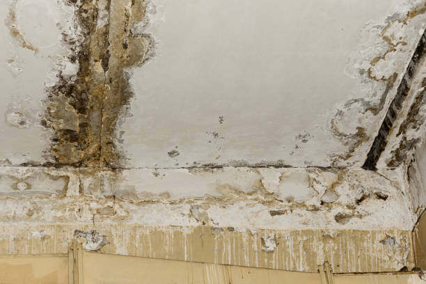Best Biohazard Mold Removal  in Willis, TX