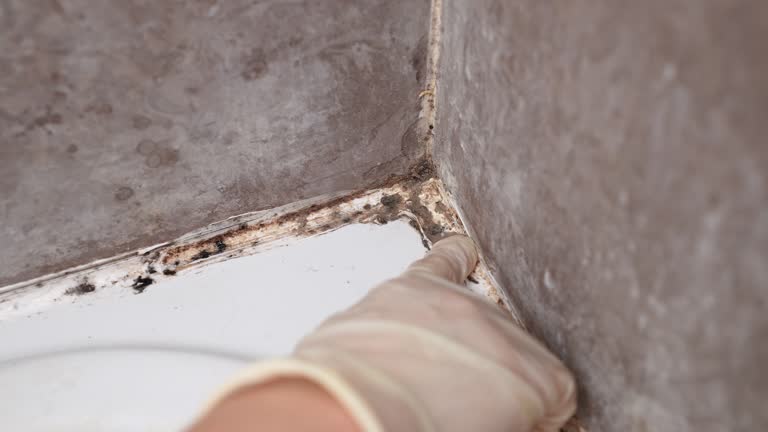 Best Environmental Consulting for Mold Prevention  in Willis, TX
